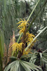 Livi8