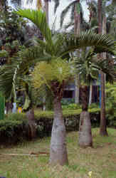 Hyop1