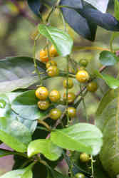 Dura1