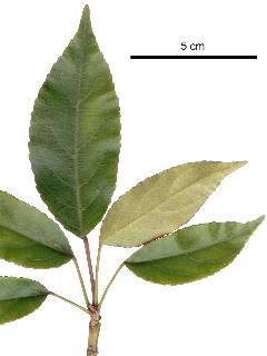 Elae11