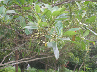 Elae15