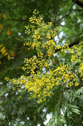 Koel1