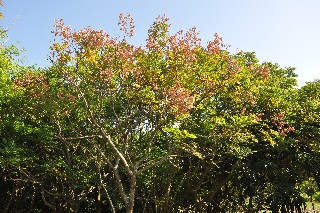 Koel1