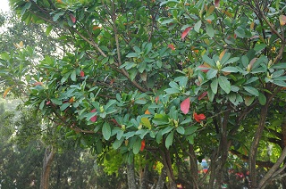Erio18
